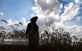 ثبت اطلاعات در سامانه خرید تضمینی گندم آغاز شد