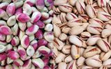 گام جدید ایران و فائو برای ارتقای سلامت و تجارت پسته