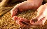 امسال قیمت گندم چه تغییری می‌کند؟