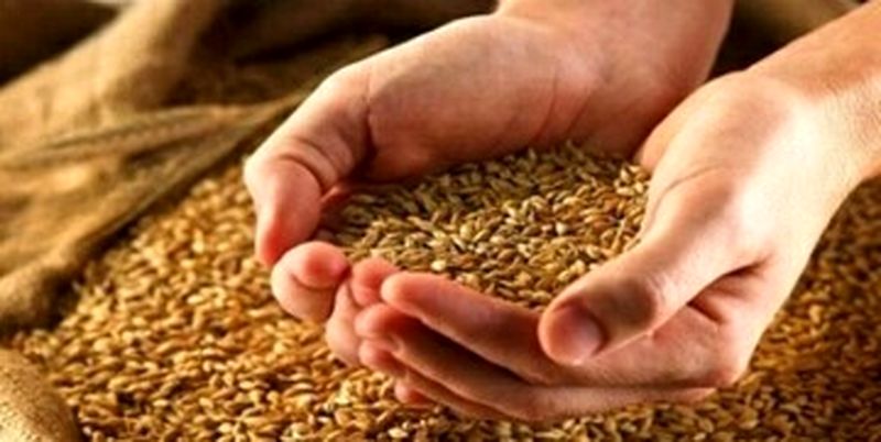 امسال قیمت گندم چه تغییری میکند؟ امسال قیمت گندم چه تغییری میکند؟
