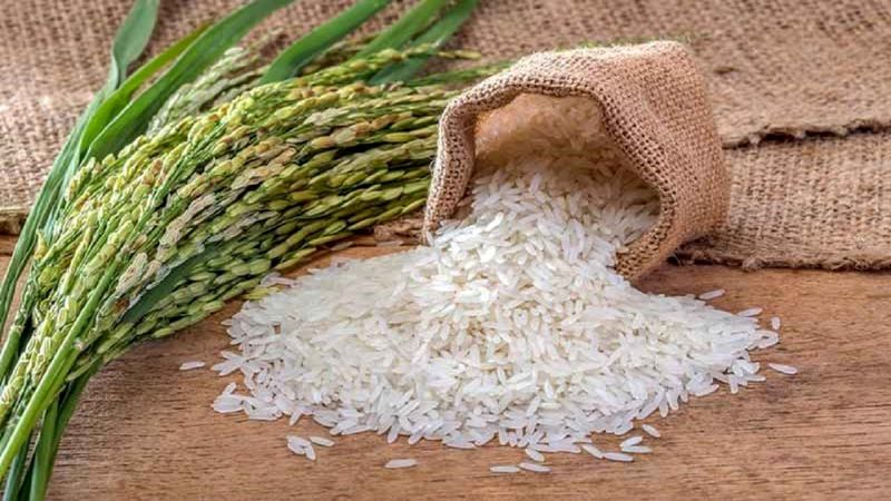 برنج چگونه وارد سفره ایرانیان شد؟/ ویدئو برنج چگونه وارد سفره ایرانیان شد؟/ ویدئو
