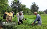 خرید تضمینی برگ‌ سبز چای در گیلان آغاز شد