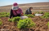«سرمایه‌گذاری برای تولید» در گیاهان دارویی خوزستان