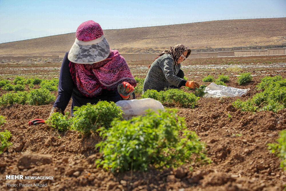 «سرمایه‌گذاری برای تولید» در گیاهان دارویی خوزستان