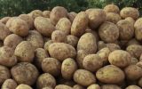 سیبزمینی دولتی به وفور در حال عرضه است سیبزمینی دولتی به وفور در حال عرضه است