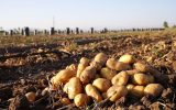 شوخی رسانه ای وزیر کشاورزی بر سر سیب زمینی