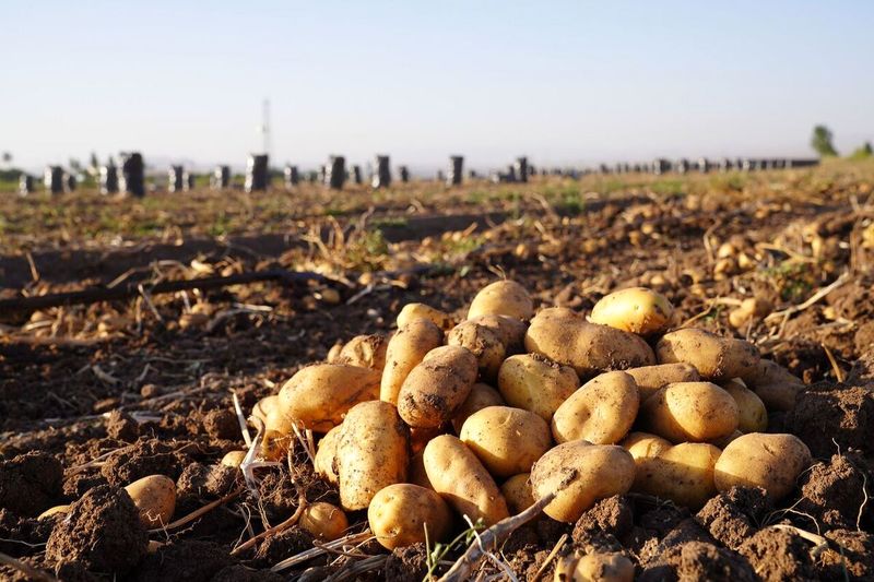 شوخی رسانه ای وزیر کشاورزی بر سر سیب زمینی شوخی رسانه ای وزیر کشاورزی بر سر سیب زمینی