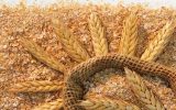 قیمت سبوس گندم آزاد شد قیمت سبوس گندم آزاد شد