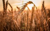قیمت واقعی گندم چقدر است؟