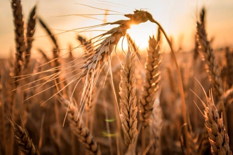 قیمت واقعی گندم چقدر است؟ قیمت واقعی گندم چقدر است؟