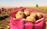 قیمت ۳۵ تا ۴۰ هزار تومان، یعنی سیب‌زمینی به تعادل رسیده است!