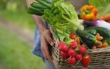 محصولات تراریخته امنیت غذایی جهانی را بهبود داد