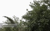 هشدار وزش باد شدید و گردوخاک در جنوب کشور؛ گرم‌ترین روز هفته جمعه است