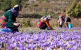 واکنش عجیب طالبان به قاچاق زعفران از ایران