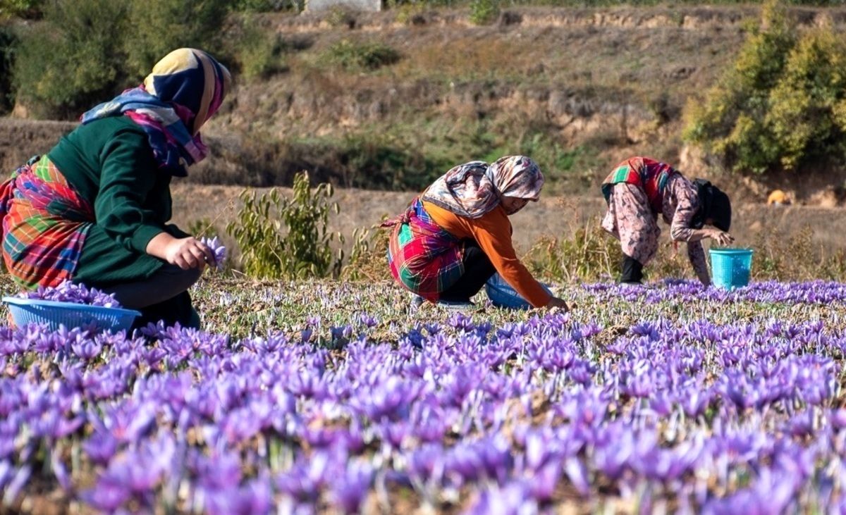 واکنش عجیب طالبان به قاچاق زعفران از ایران واکنش عجیب طالبان به قاچاق زعفران از ایران