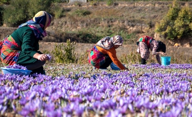 واکنش عجیب طالبان به قاچاق زعفران از ایران واکنش عجیب طالبان به قاچاق زعفران از ایران