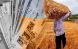 پرداخت به‌موقع مطالبات گندم‌کاران در شورای اقتصاد پیگیری می‌شود