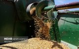 کاهش تولید گندم در سال جاری به علت خشکسالی کاهش تولید گندم در سال جاری به علت خشکسالی