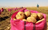 کاهش قیمت سیب‌زمینی در تهران با واردات از پاکستان و ترکیه