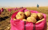کاهش قیمت سیب‌زمینی در تهران با واردات از پاکستان و ترکیه
