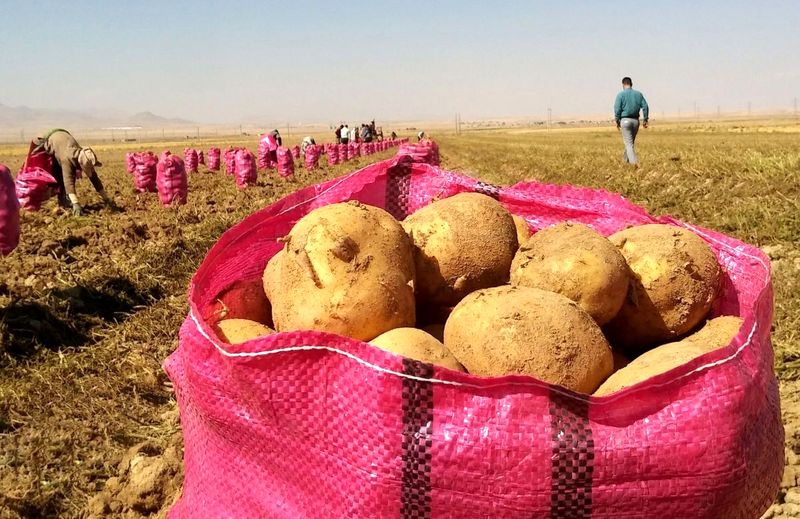 کاهش قیمت سیبزمینی در تهران با واردات از پاکستان و ترکیه کاهش قیمت سیبزمینی در تهران با واردات از پاکستان و ترکیه