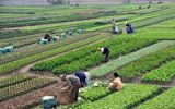 اصلاح الگوی کشت ضرورتی نیازمند عزم همگانی