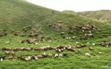 ثبت روز ملی مرتع در مراحل پایانی