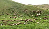 ثبت روز ملی مرتع در مراحل پایانی ثبت روز ملی مرتع در مراحل پایانی
