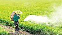 کاهش مصرف آفتکشهای شیمیایی در مزارع برنج با مدیریت تلفیقی کاهش مصرف آفتکشهای شیمیایی در مزارع برنج با مدیریت تلفیقی