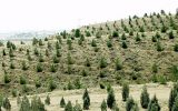 طرح موفق بیابان‌زدایی به ۸.۸ میلیون هکتار از اراضی کشور