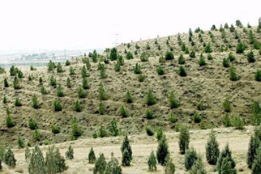 طرح موفق بیابانزدایی به ۸.۸ میلیون هکتار از اراضی کشور طرح موفق بیابانزدایی به ۸.۸ میلیون هکتار از اراضی کشور
