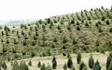 طرح موفق بیابان‌زدایی در ۸.۸ میلیون هکتار از اراضی کشور