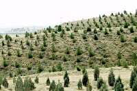 طرح موفق بیابانزدایی در ۸.۸ میلیون هکتار از اراضی کشور طرح موفق بیابانزدایی در ۸.۸ میلیون هکتار از اراضی کشور