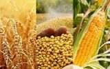 خرید ۱۳۹ هزار تن دانه روغنی از کشاورزان