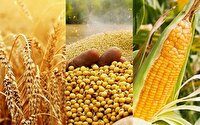خرید ۱۳۹ هزار تن دانه روغنی از کشاورزان خرید ۱۳۹ هزار تن دانه روغنی از کشاورزان