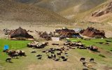عبور از بحران خشکسالی با تامین آب و علوفه دامی مناطق عشایری