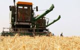 ‎۳ همت از مطالبات کشاورزان گندم کار پرداخت شد