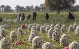 مشکل پیازکاران نشان داد که اجرای الگوی کشت ضروری است