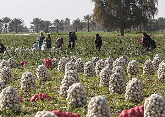 مشکل پیازکاران نشان داد که اجرای الگوی کشت ضروری است مشکل پیازکاران نشان داد که اجرای الگوی کشت ضروری است