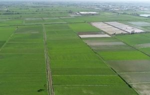 چگونه پراکندگی و کوچک‌شدن زمین‌های کشاورزی ایران امنیت غذایی را تهدید می‌کند؟