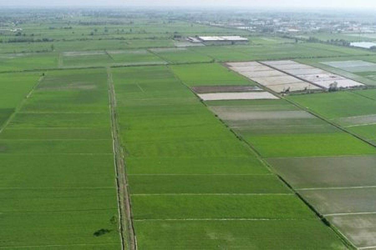 چگونه پراکندگی و کوچکشدن زمینهای کشاورزی ایران امنیت غذایی را تهدید میکند؟ چگونه پراکندگی و کوچکشدن زمینهای کشاورزی ایران امنیت غذایی را تهدید میکند؟
