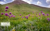 چرا جای «روز ملی مرتع و مرتع‌داری» در تقویم کشور خالی است؟