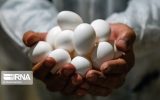 قیمت هر کیلو تخم مرغ درب مرغداری‌ ۶۱ هزار تومان شد