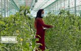 هم‌اندیشی فعالان بخش‌ کشاورزی هرمزگان برای عبور از کم‌آبی
