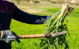 زنگ خطر انقراض؛ گیاهان دارویی ایلام در تنگنای برداشت بی‌رویه