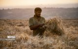 خرید تضمینی گندم از ۱.۵ میلیون تن گذشت
