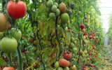 سامانه برخط تعیین نیازهای گرمایی و سرمایی محصولات گلخانه‌ای راه اندازی شد