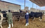 شناسایی یک کانون تب مالت در کرمان/از تهدید سلامت عمومی تا زیان دامداری که بی‌حساب دام خرید