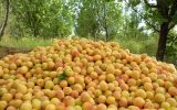 صنایع تبدیلی، غایب زنجیره ارزش باغداری در ماهنشان
