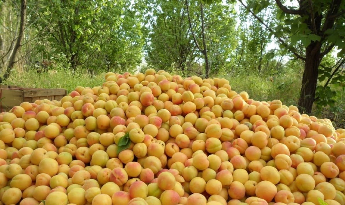 صنایع تبدیلی، غایب زنجیره ارزش باغداری در ماهنشان صنایع تبدیلی، غایب زنجیره ارزش باغداری در ماهنشان